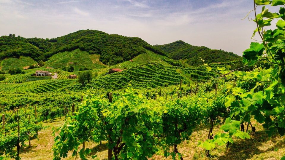 Private Tour From Venice to Hill of Prosecco - Highlights of the Tour