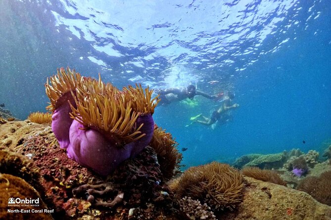 PROFESSIONAL SNORKELING to Explore Hidden Coral Spots (MAX 9 PAX) - Secluded Islands and White Sands
