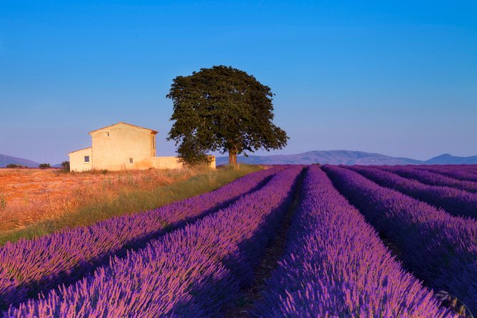 Provence Lavender Fields Tour From Aix-En-Provence - Meeting and Pickup Details