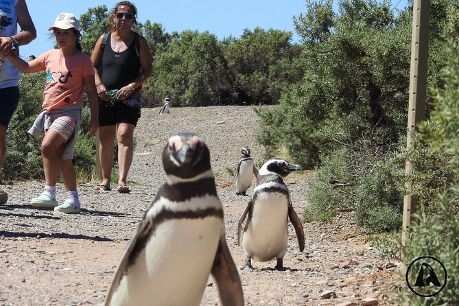 Punta Tombo With Puerto Madryn Shore Excursions Tours - Meeting Point and Pickup Process