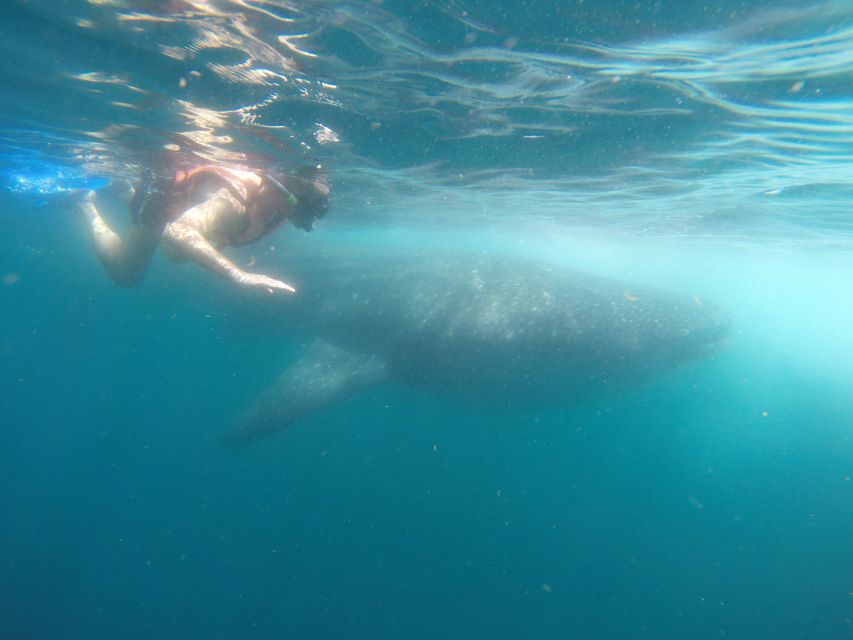 Quintana Roo: Whale Shark Swim, Private Boat Trip, and Lunch - Inclusions