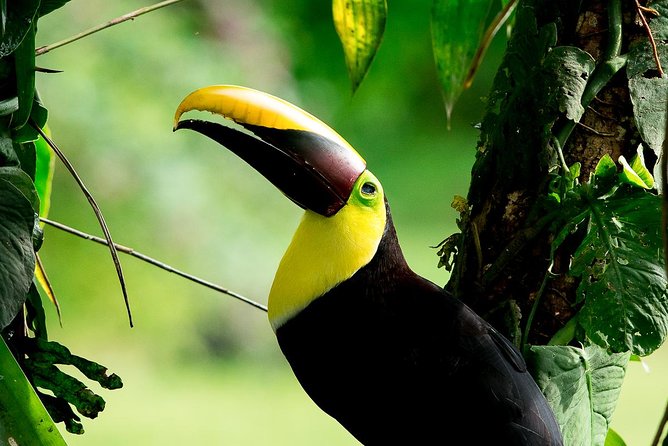 Rainmaker Park Hanging Bridges & Waterfalls Tour With Jade Tours - Wildlife and Nature