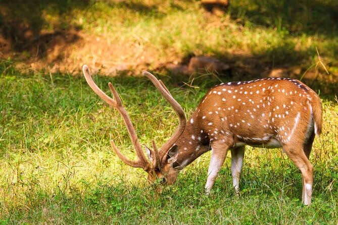 Ranthambore National Park Shared Gypsy Cantar Safari Tickets - Park Wildlife and Attractions