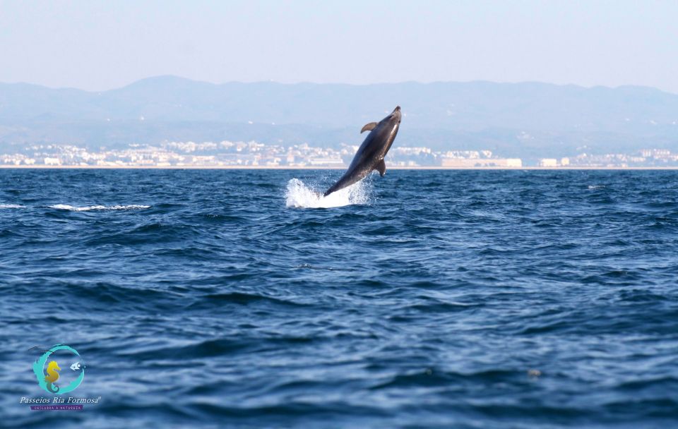 Ria Formosa: Dolphin-Watching Boat Tour - Booking Your Experience