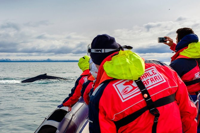 RIB Whale Watching Small-Group Boat Tour From Reykjavik - Meeting and Pick-up