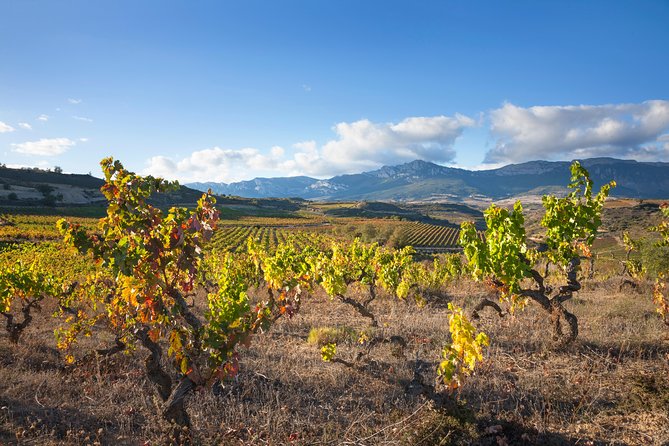 Rioja Wine Tour: 2 Wineries Visit With Tasting From San Sebastian - Wine Tasting Experience