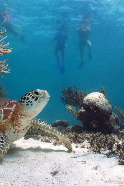 Riviera Maya: Tulum Guided Tour and Akumal Swim With Turtles - Tulum Archaeological Zone