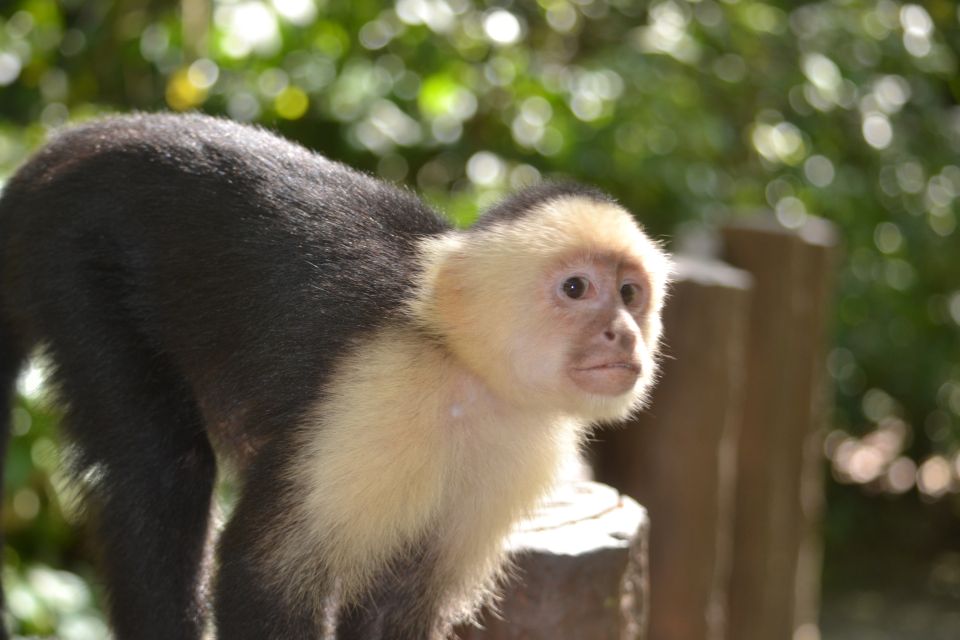 Roatan: Mangrove Tunnel Tour With Snorkeling - Mangrove Tunnel Adventure