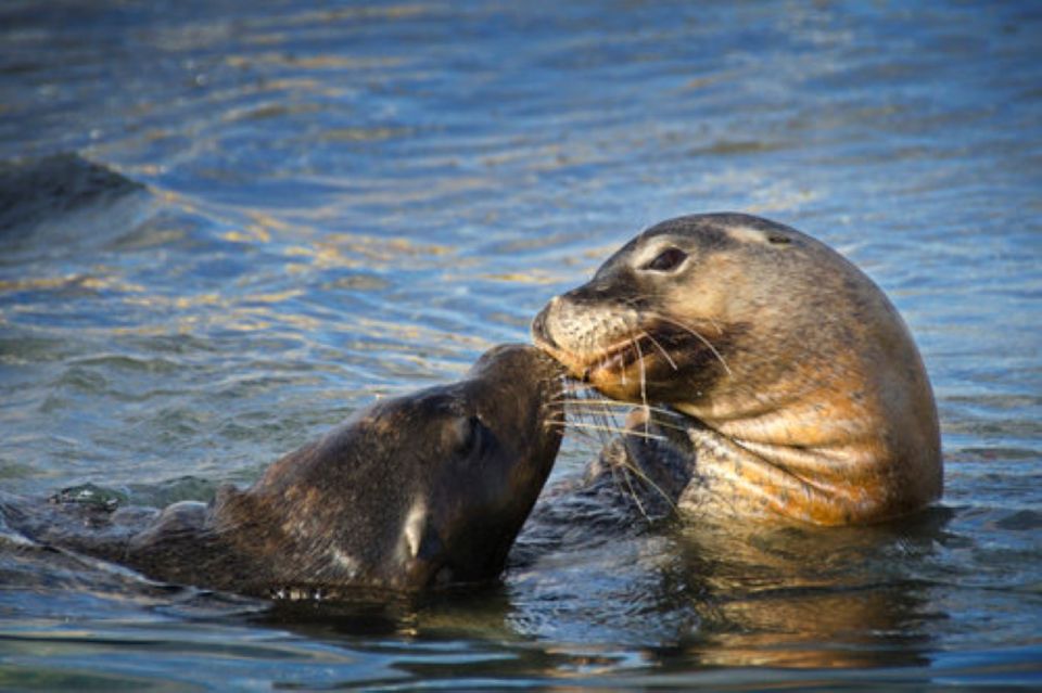 Rockingham: Shoalwater Islands Tour and Penguin Island - Schedule