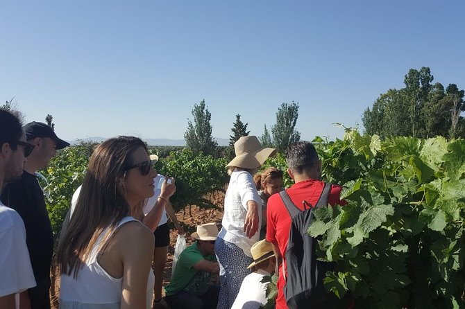 Ronda Full Day Wine Tour From Marbella - Pickup Details
