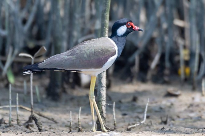 Sam Roi Yod National Park & Praya Nakhon Cave Join Group Tour - Exclusions From the Tour