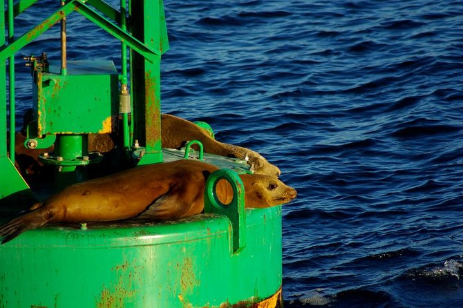 San Diego Whale Watching Cruise - Reviews