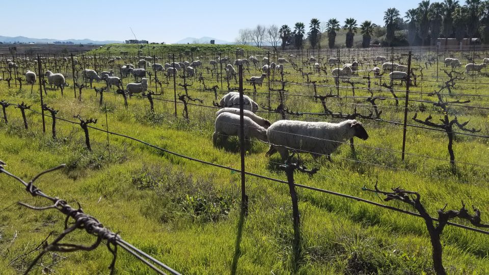 San Francisco: Half-Day Wine Tour With 2 Tastings Included - Marin County Vista Point