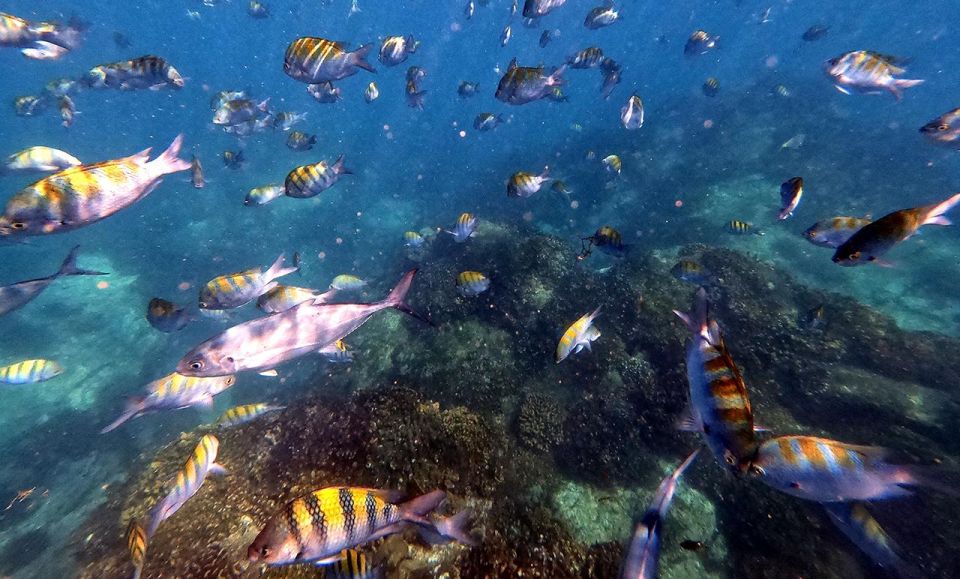 San Jose Del Cabo Private Snorkeling Tour - Inclusions and Exclusions