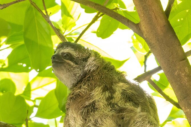San Jose Walking Nature Tour: Sloths, Birds and Trees - What to Expect on Tour