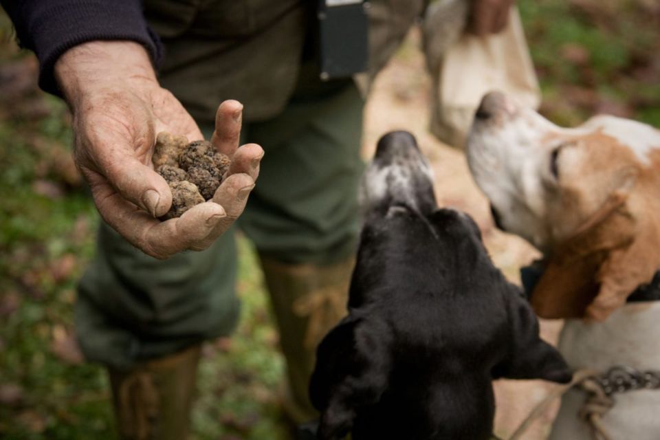 San Miniato: Truffle Hunting in The Tuscan Countryside - Recognizing Different Truffles