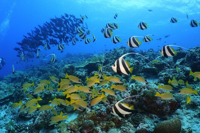 Sandbank Snorkeling and Sunset Cruise - Booking Instructions