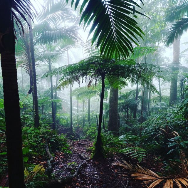 Scenic Rainforest Hike - Hiking Through Lush Landscapes