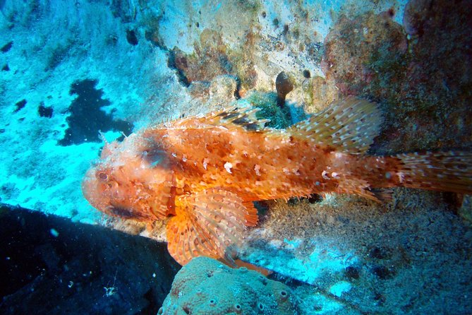 Scuba Diving in Naxos by Bluefindivers - Dive in Greece - Amazing Diving Spots - Exploring the Agios Prokopios Reef