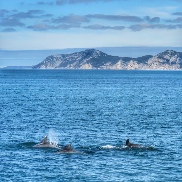 Setúbal: Dolphin Watching Tour - Tour Experience