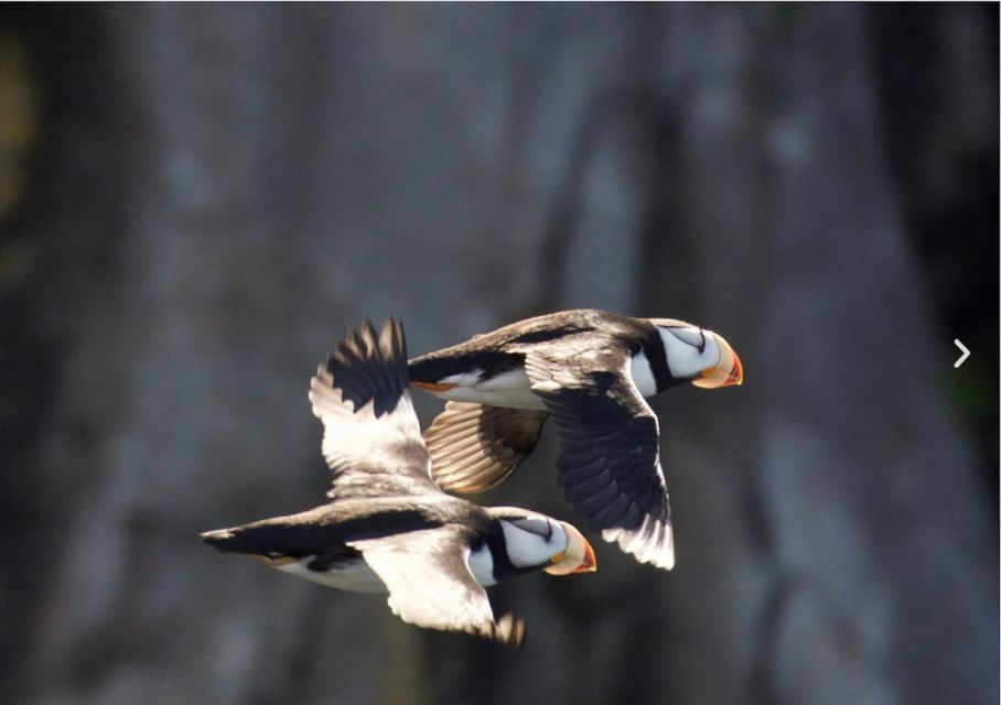 Seward: Kenai Fjords National Park 6-Hour Cruise - Stable Catamaran Cruise Experience