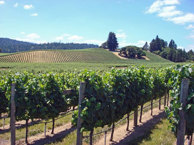 SF: 1-Day Hop-on Hop-off Tour & Napa/Sonoma Wine Tour - Napa/Sonoma Valley Wine Tour