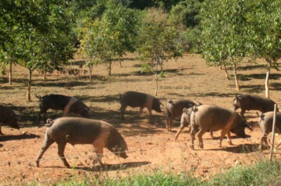 Siena: Visit to the Typical Cinta Pig Farm - Inclusions and Highlights of the Tour