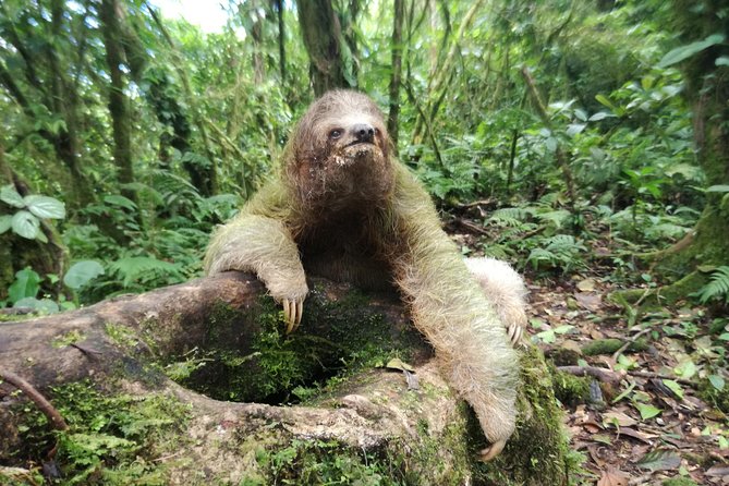 Sloth Watching Trail - Customer Experiences and Reviews