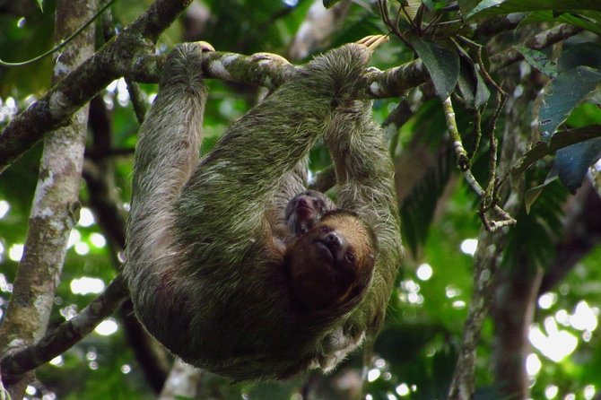 Sloths Watching Tour Through Sloths Territory - Booking and Cancellation Policies