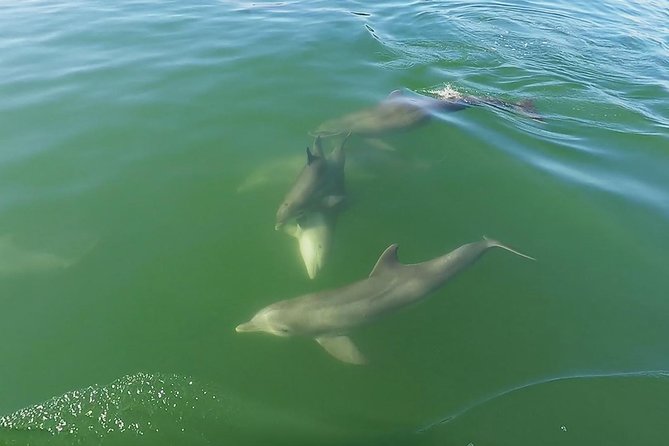 Small Group 2 Hour Dolphin Cruise With Snorkeling to Shell Key - Meeting and Departure Information