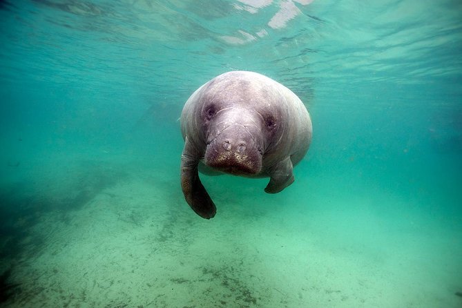 Small Group Manatee Tour With In-Water Divemaster/Photographer - Cancellation Policy