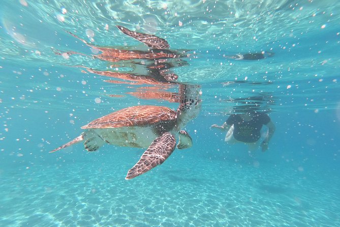 Snorkel With Turtles & Kenepa Grandi Beach: Nr.1 Island Day Trip - Accessibility and Health Guidelines