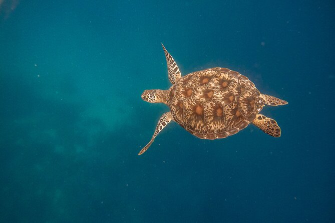 Snorkeling and Freediving Trip Around Nusa Penida - Trip Details