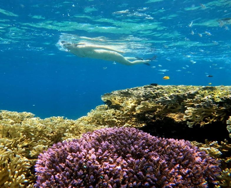 Snorkeling Swimming With Turtle and Underwater Statue - Snorkeling Inclusions