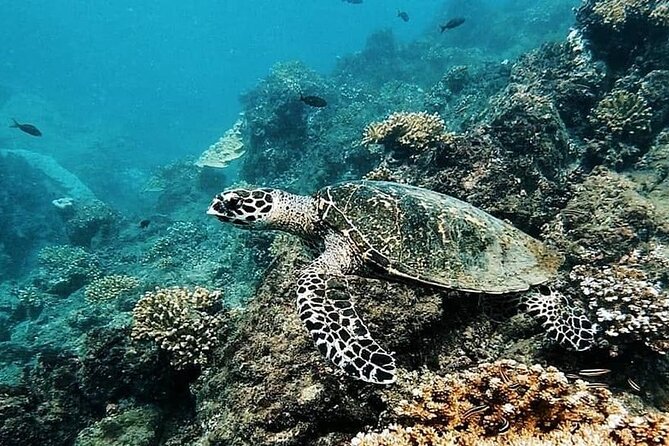 Snorkeling Tour in Caño Island With Lunch - Guest Reviews and Feedback