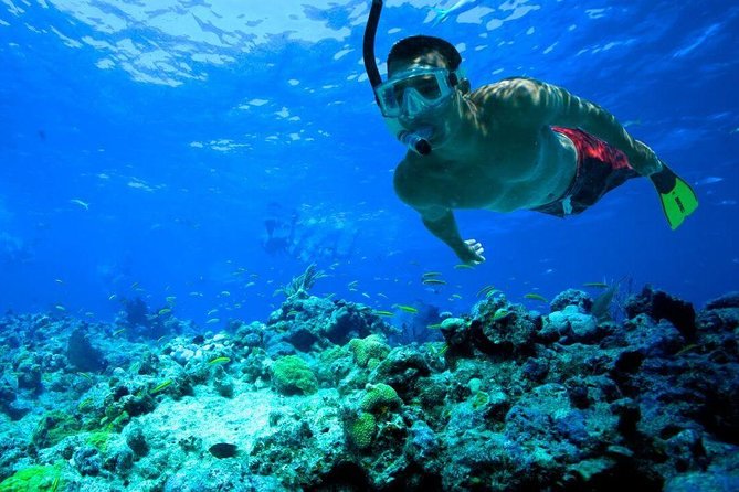 Snorkeling Tour to Vieques Island - Highlights of the Snorkeling Experience