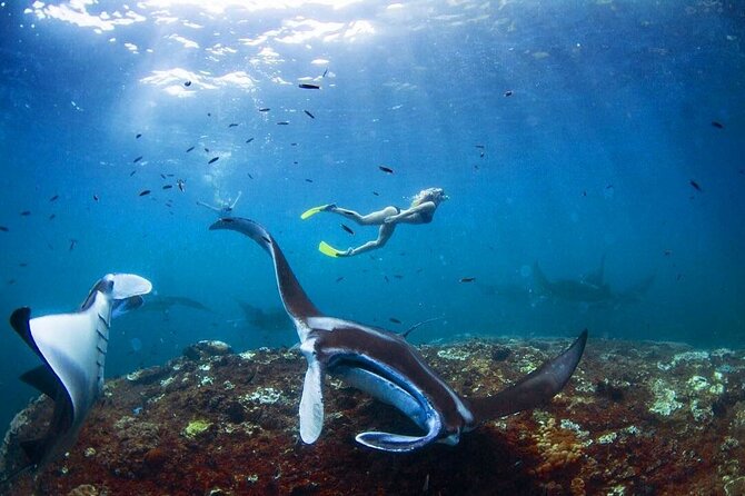 Snorkeling With Manta Rays in Nusa Penida Experience (All-Inclusive) - Delectable Lunch Included