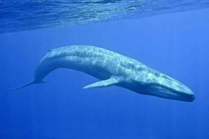 Snorkeling With Whales in Mirissa - Tour Highlights