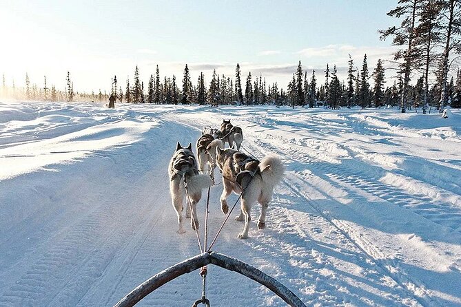 Snowy Trails 10KM Husky Safari From Rovaniemi - Participants and Recommendations