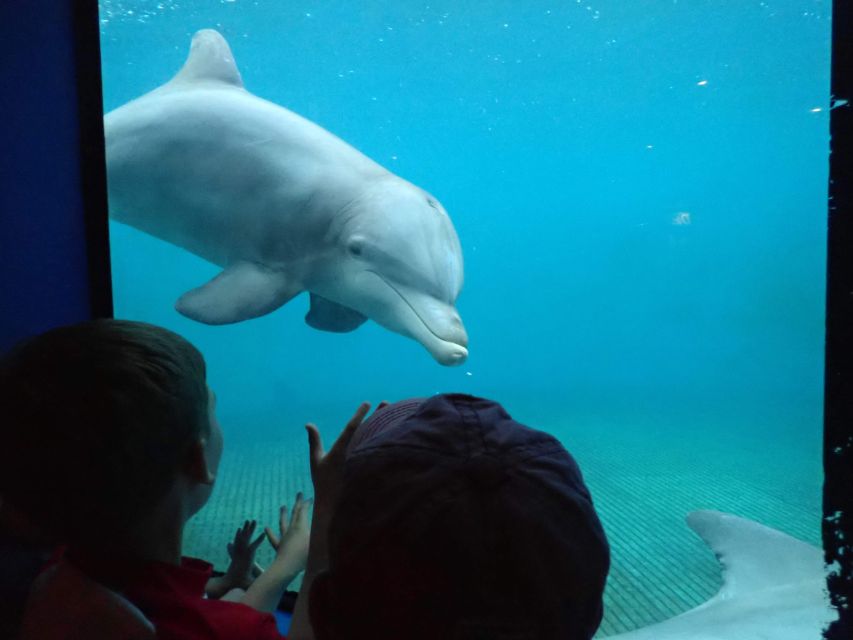 St. Augustine: Marineland Park Admission Ticket - Swimming With Dolphins Option