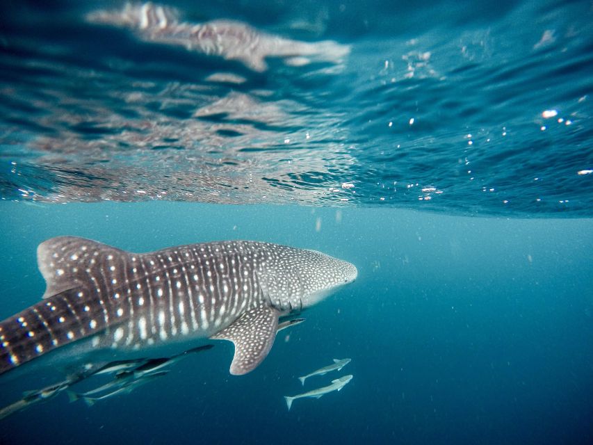 Sumbawa Tour & Snorkeling With Whale Shark - Itinerary Highlights