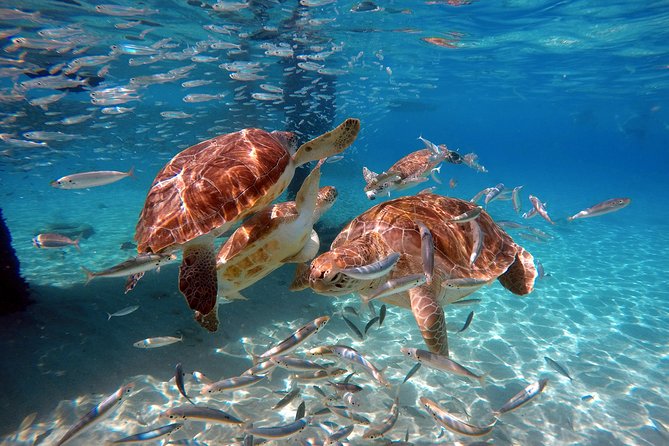 Swimming With Sea Turtles Incl. Pictures. Award Winner - Group Size and Operator