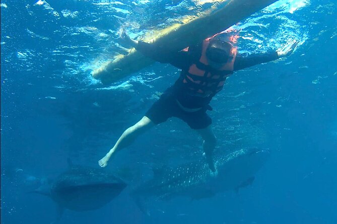 Swimming With Whale Sharks and Island-Hopping to Sumilon Island - Schedule and Pickup Details