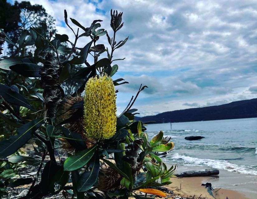 Sydney: Ku-Ring-Gai Chase National Park Day Tour With Lunch - Language and Group Size