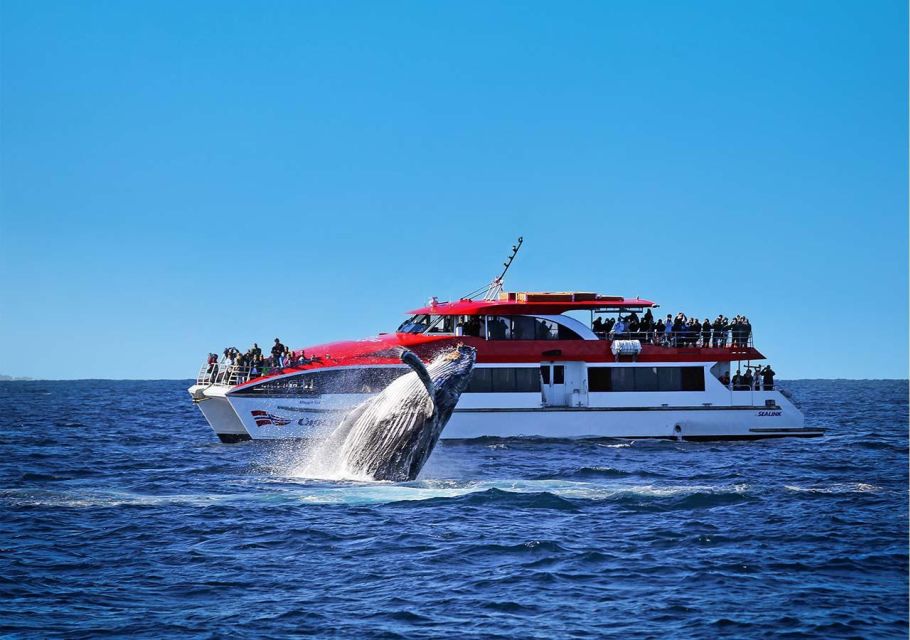 Sydney: Whale Watching Cruise - Whale Watching Experience