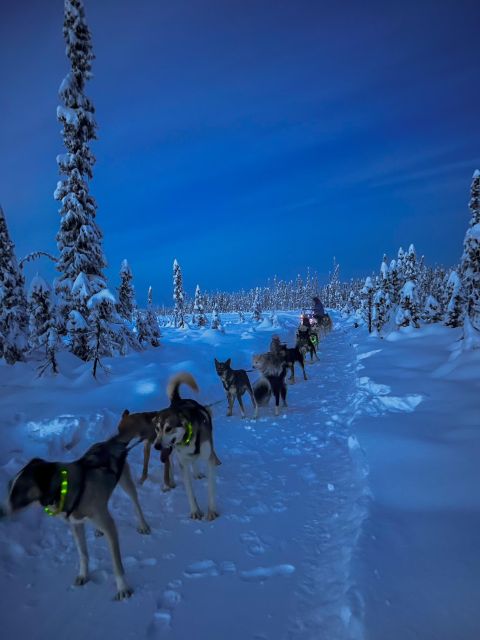 Talkeetna: Winter Dog Sled Tour Morning or Night Mush! - Group Size and Language