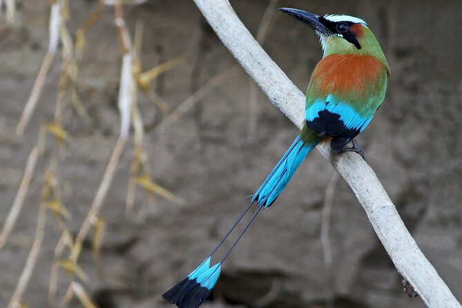 Tamarindo Estuary Tour - Wildlife Spotting Opportunities