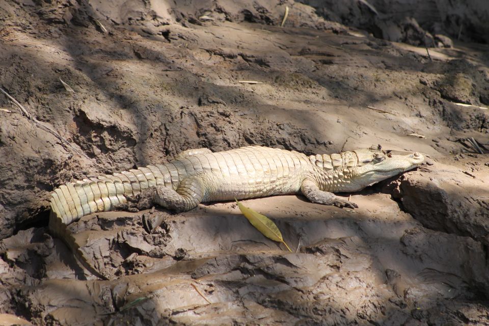 Tambopata Peruvian Amazon Jungle for Three Days/Two Nights - Included in the Package