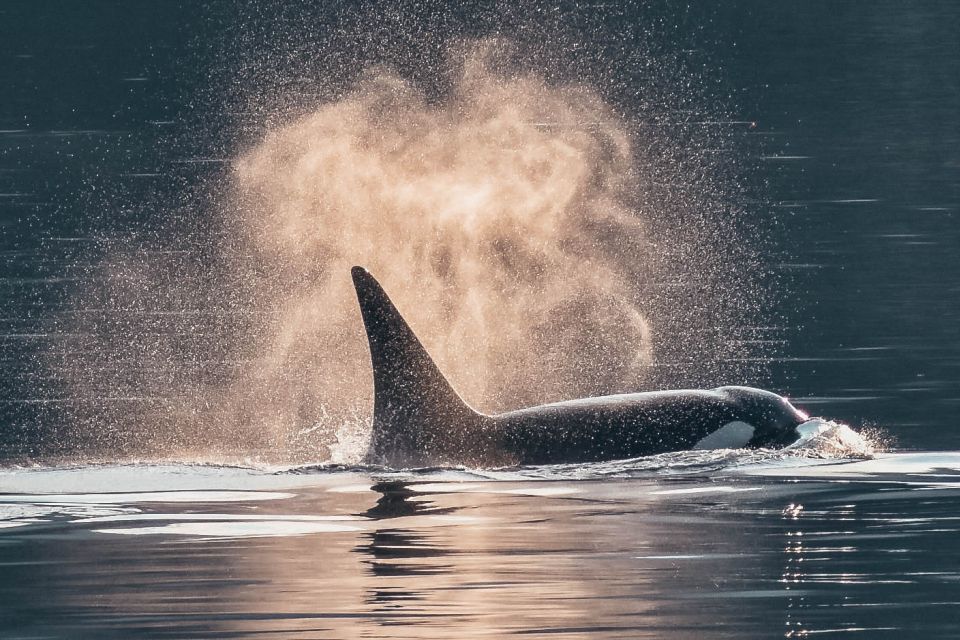 Telegraph Cove: 3-Hour Whale Watching Tour in a Zodiac Boat - Tour Inclusions