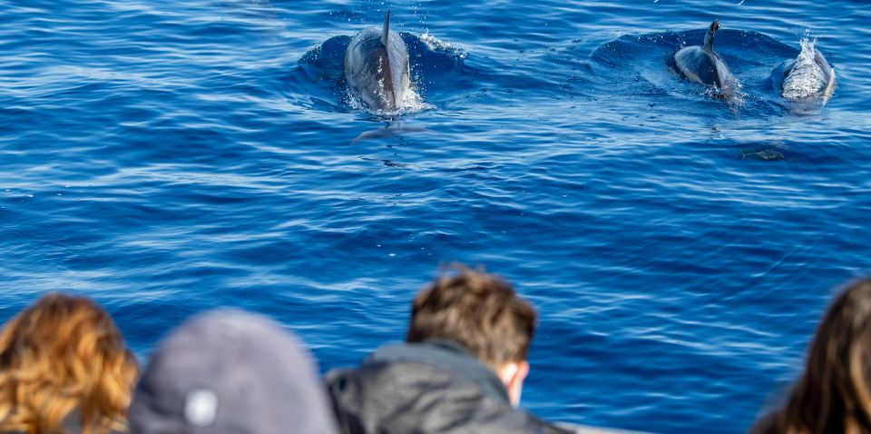 Terceira: Half-Day Dolphin and Whale Watching Tour - Highlights